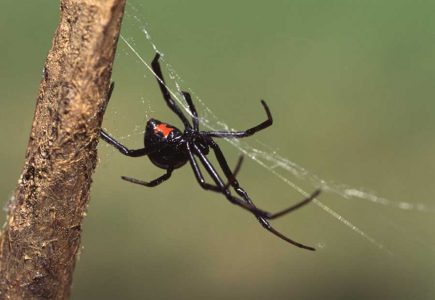 All About Spiders in America Image